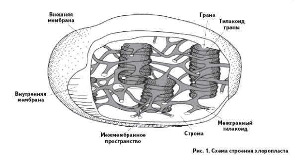 Схема строения хлоропласта растительной клетки