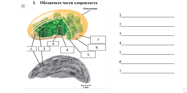 Пластиды хлоропласты строение