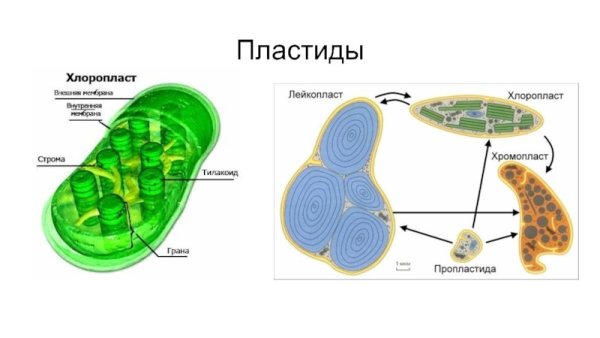 Строение хлоропласта Строма
