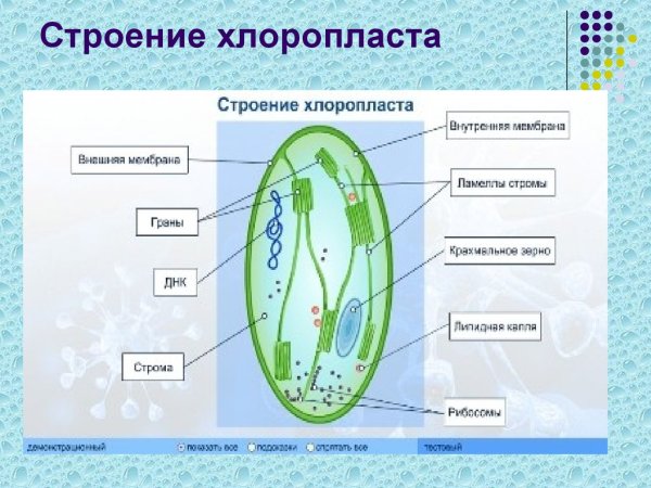 Пластиды строение ЕГЭ