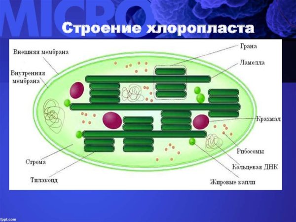 Строение хлоропласта Строма
