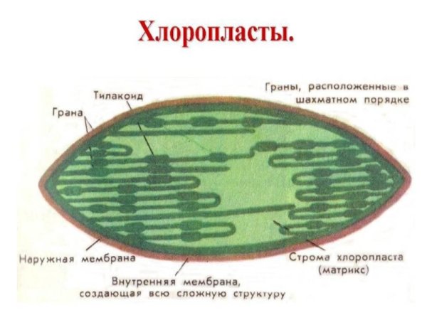 Органоиды клетки пластиды