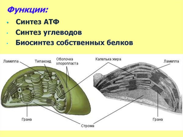 Какого внутреннее строение хлоропласта