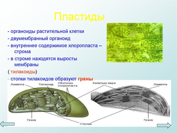 Строение хлорофилла схема