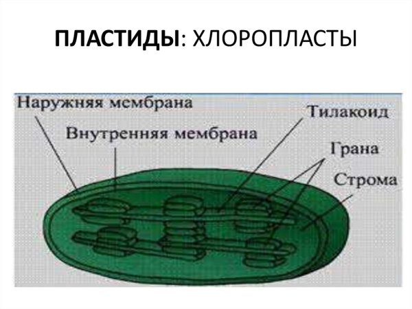Ламеллы хлоропластов