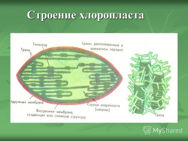 Тилакоиды Гран хлоропласта