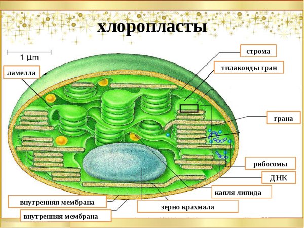 Строение клетки листа хлоропласты