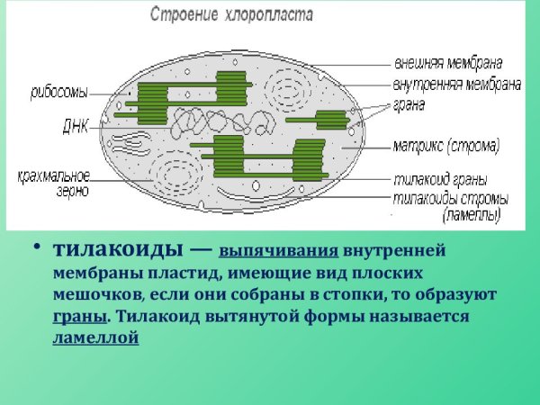 Функции стромы в хлоропласте