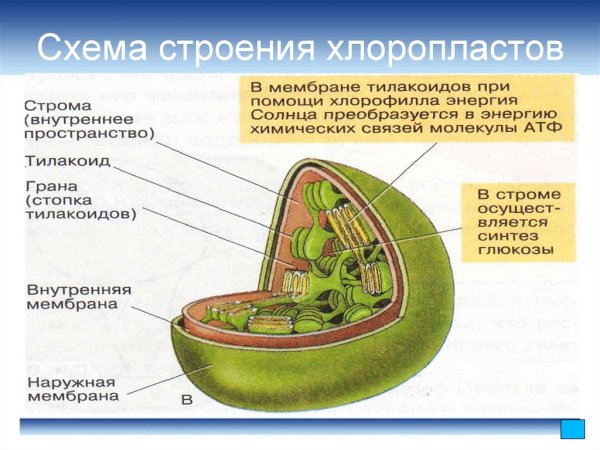 Схема строения хлоропласта