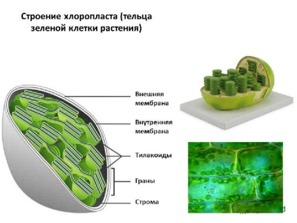 Строение хлоропласта 3д