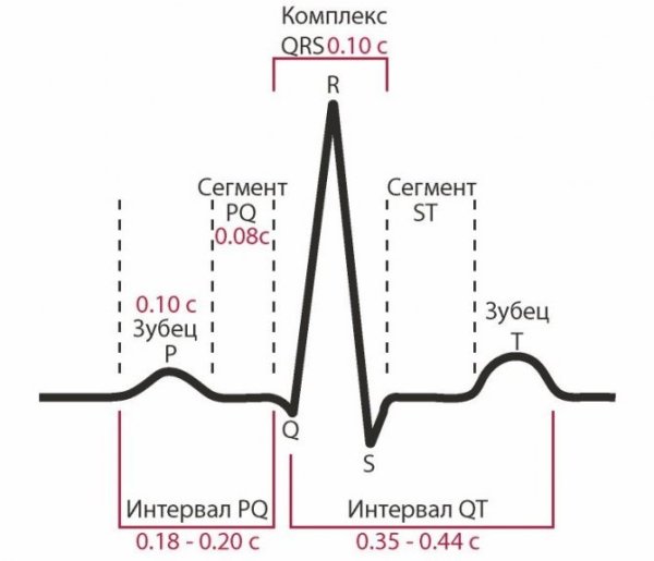Норма ЭКГ В отведениях