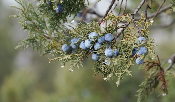 Можжевельник древовидный Крымский