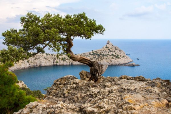 Можжевельник древовидный Крымский