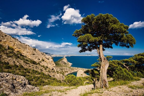 Можжевельник в Крыму