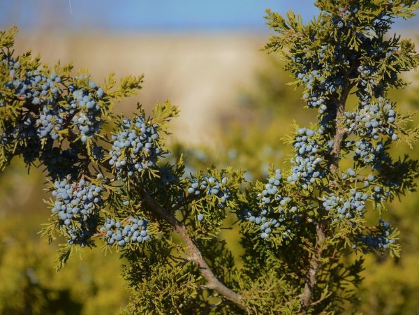 Можжевельник Крымский кустарник