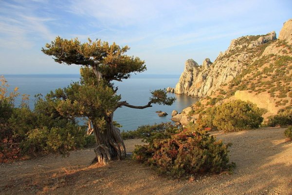 Мыс Мартьян можжевельник