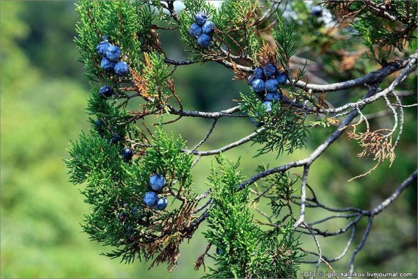 Можжевельник древовидный Крымский