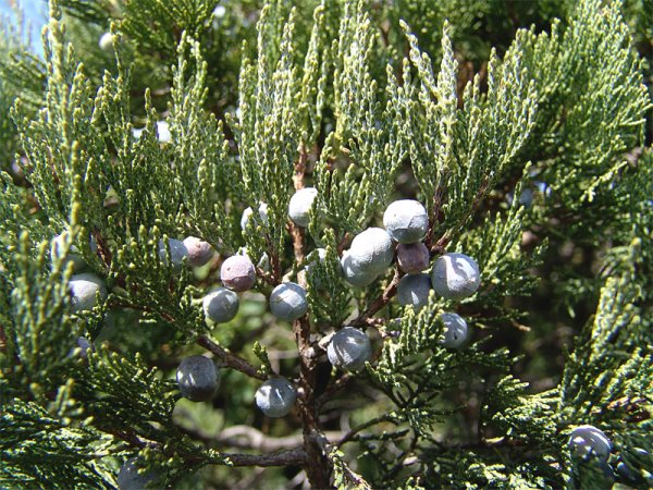 Можжевельник Juniperus Excelsa