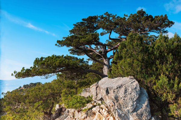 Мыс Мартьян заповедник можжевеловая роща