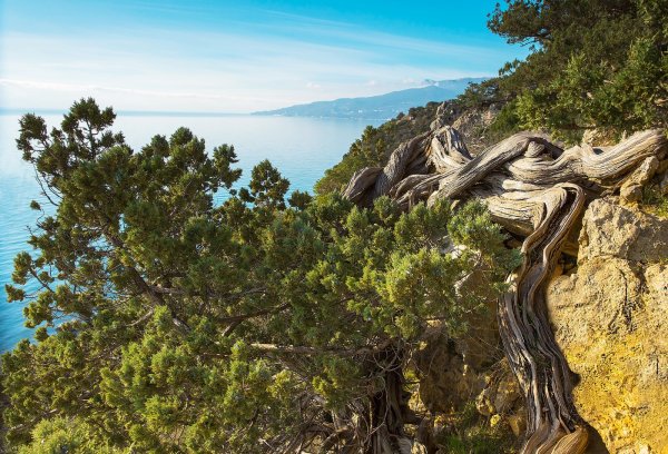 Пицундская сосна в заповеднике Утриш