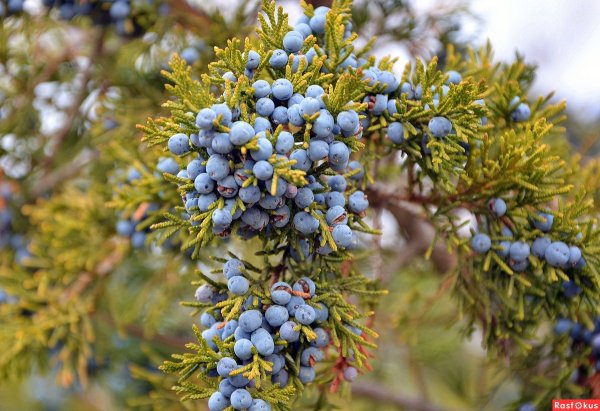 Можжевельник обыкновенный Крымский