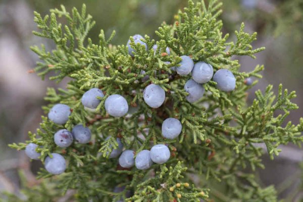 Можжевельник Крымский