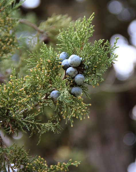 Можжевельник Juniperus Excelsa