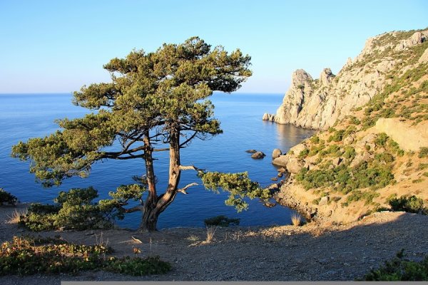 Можжевельник в Крыму