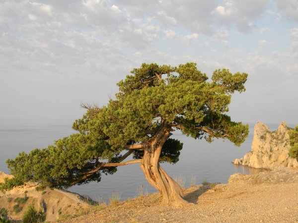 Можжевеловая роща Крым