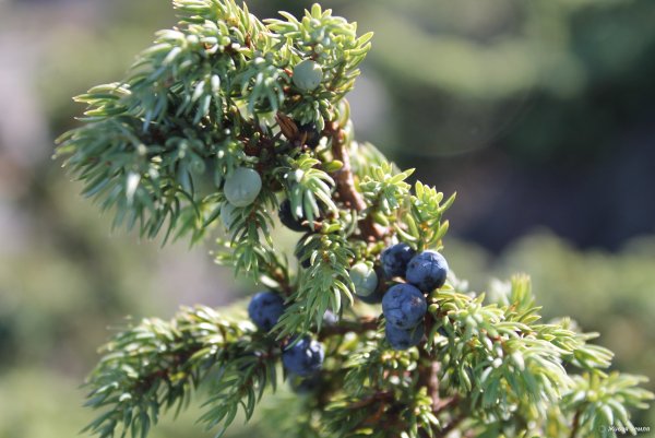 Можжевельник колючий Крымский