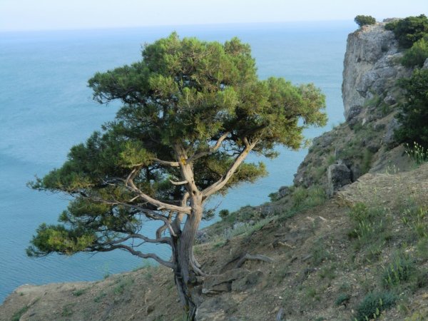 Можжевельник древовидный Крымский