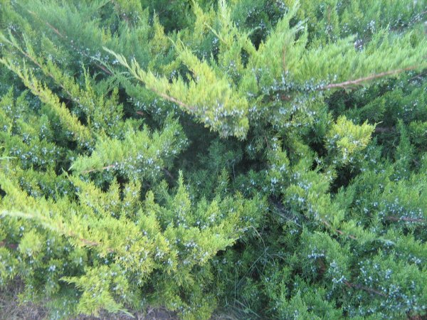 Можжевельник Крымский