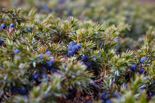 Можжевельник обыкновенный Крымский