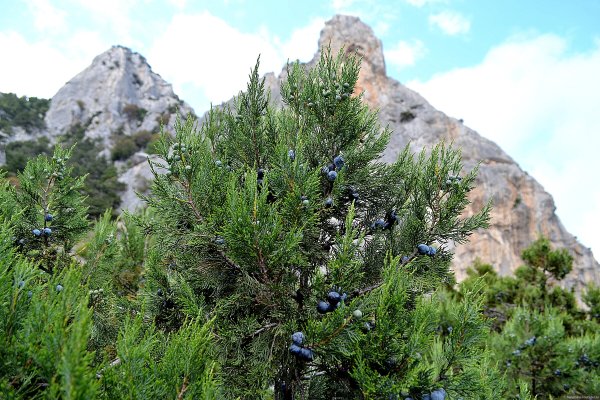 Можжевельник в Крыму