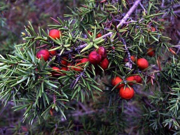 Можжевельник красноплодный Крымский