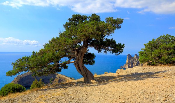 Сосна Пицундская (Станкевича).