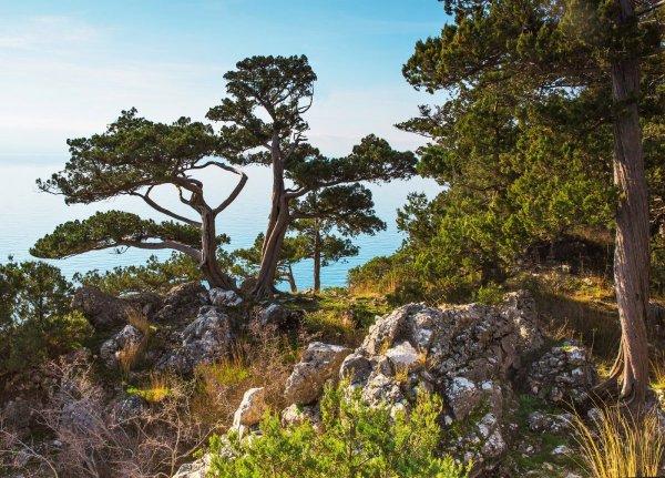 Мыс Мартьян можжевельник