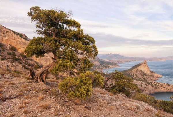 Батилиман можжевельник