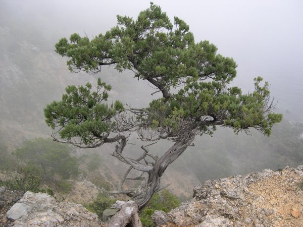 Мыс Мартьян заповедник можжевеловая роща