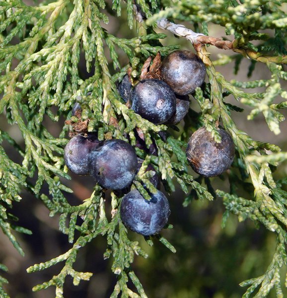 Можжевельник Juniperus Excelsa