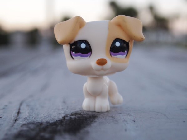 LPS стоячки собаки