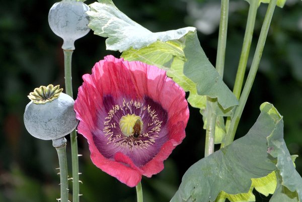 Мак снотворный (Papaver somniferum)