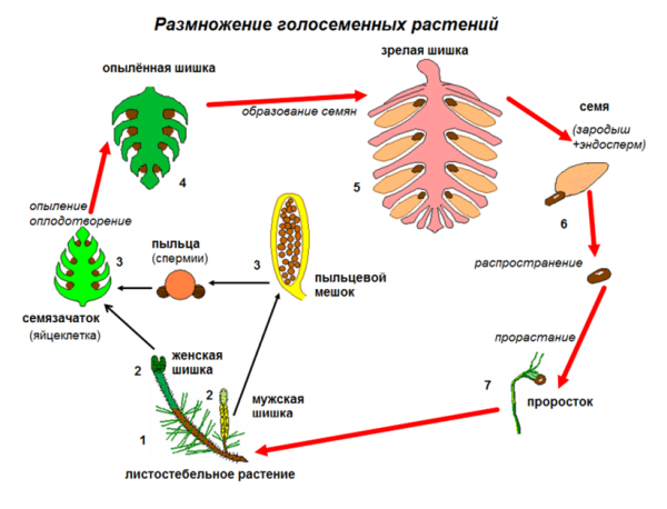 Размножение голосеменных шишек