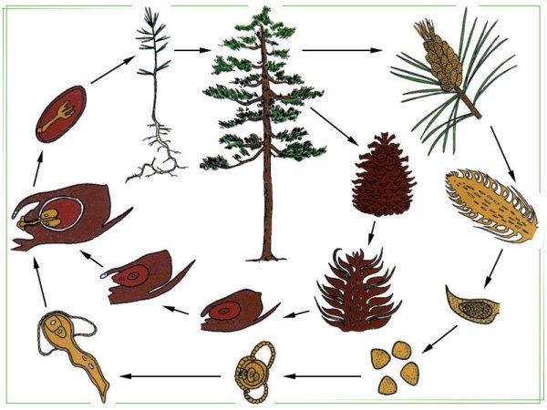 Цикл размножения голосеменных растений схема