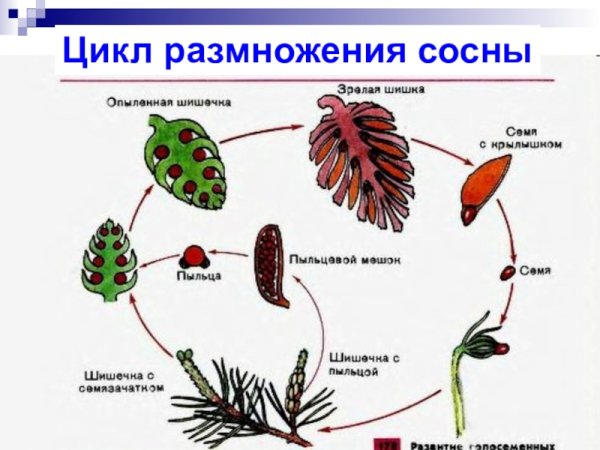 Цикл развития голосеменных сосны
