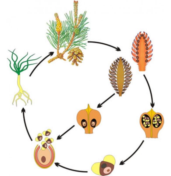 Размножение голосеменных схема