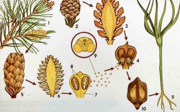 Размножение голосеменных схема