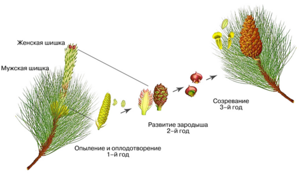 Размножение голосеменных растений схема