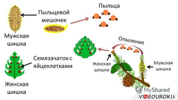 Размножение голосеменных хвойных