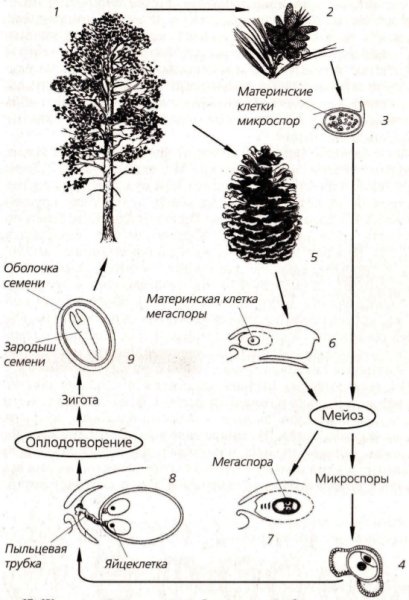 Цикл развития сосны обыкновенной схема